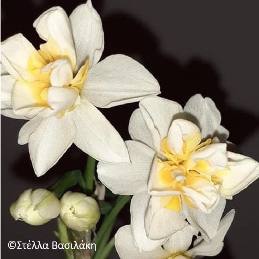 Fragrant Narcissus in December